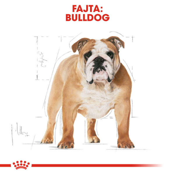 Royal Canin Bulldog Adult - Angol Bulldog felnőtt kutya száraz táp Royal Canin Bulldog Adult - Angol Bulldog felnőtt kutya száraz táp