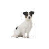 Royal Canin Mini Adult 8+ | Kistestű idősödő kutya száraz táp Royal Canin Mini Adult 8+ | Kistestű idősödő kutya száraz táp