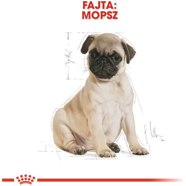 Royal Canin Pug Junior - Mopsz kölyök kutya száraz táp Royal Canin Pug Junior - Mopsz kölyök kutya száraz táp