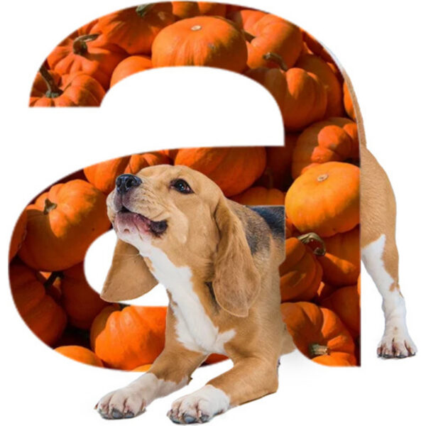 Alleva Natural Dog Lamb & Pumpkin Puppy All Breeds