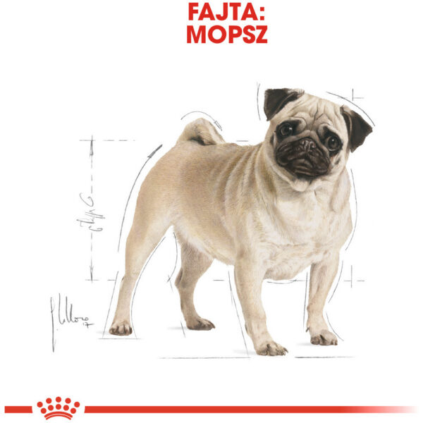 Royal Canin Pug Adult - Mopsz felnőtt kutya száraz táp Royal Canin Pug Adult - Mopsz felnőtt kutya száraz táp