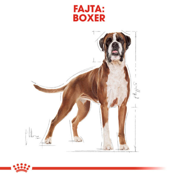 Royal Canin Boxer Adult - Boxer felnőtt kutya száraz táp Royal Canin Boxer Adult - Boxer felnőtt kutya száraz táp
